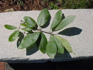 Ogeechee Lime, Ogeechee Tupelo leaves